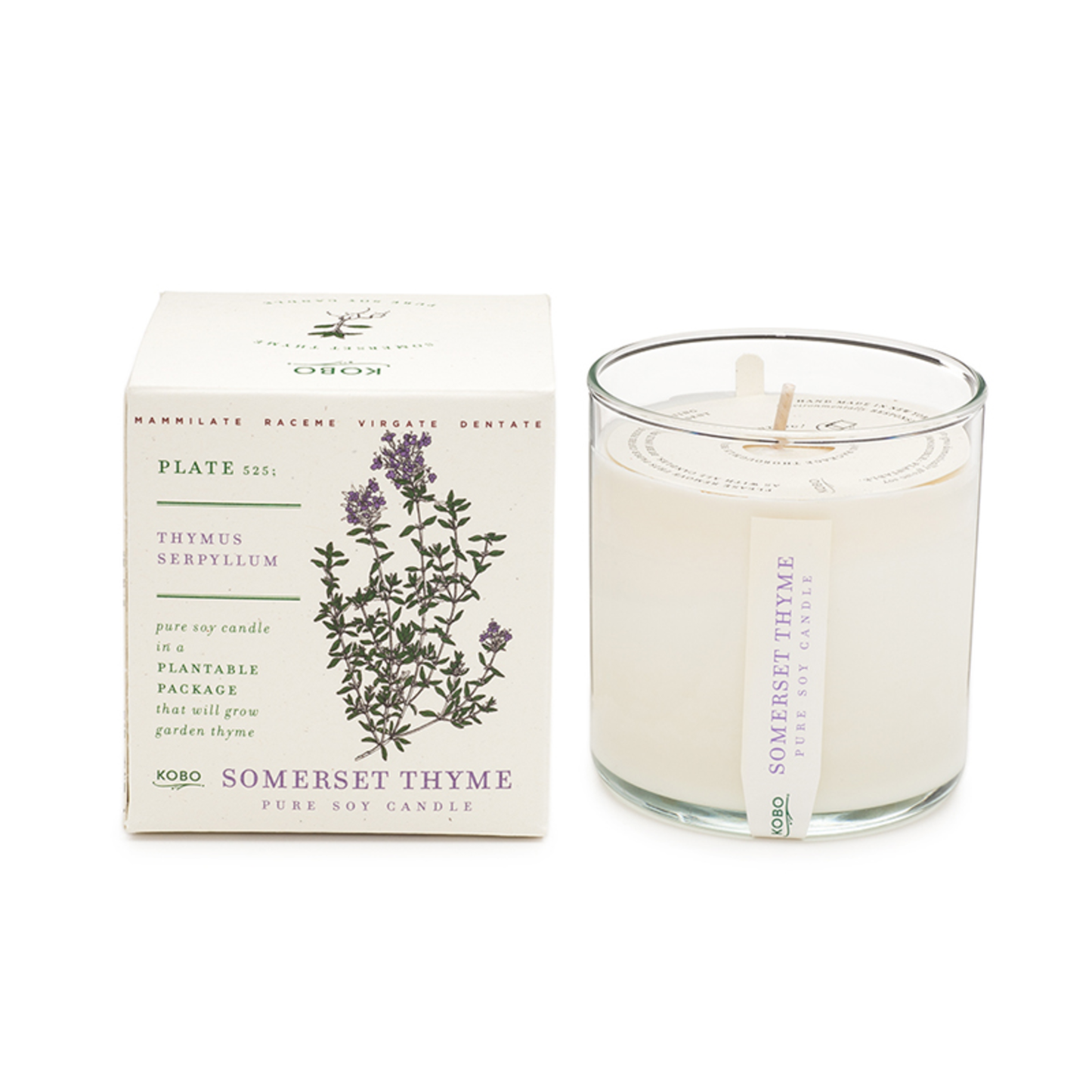 SOMERSET THYME PLANT THE BOX CANDLE